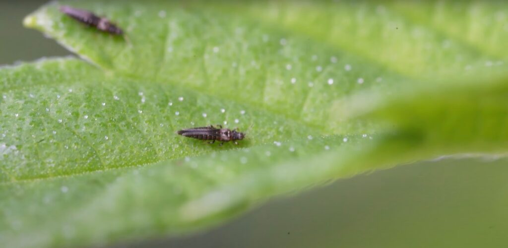 Thrips