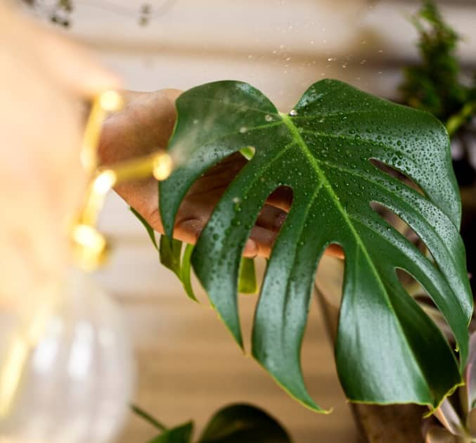 La main d'une personne vaporise une feuille verte de Monstera avec des gouttelettes d'eau