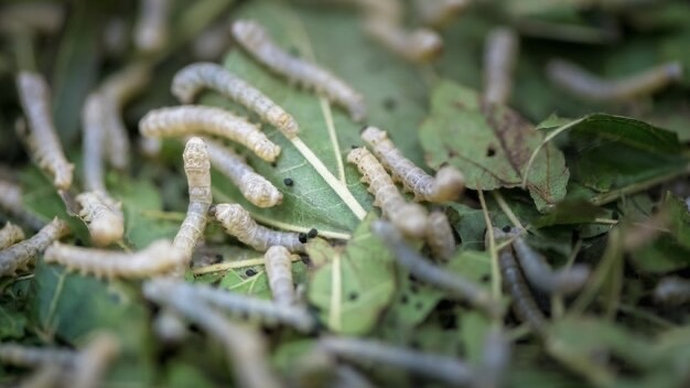 Prévenir et Traiter les Vers Blancs dans Votre Jardin