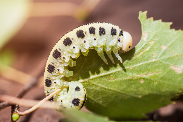 Larve sur une feuille