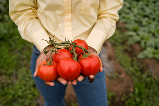 Femme tenant des tomates