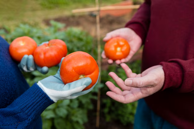 Jardiniers avec des tomates biologiques