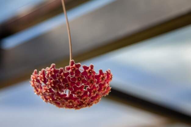 Fleur de Hoya pendante