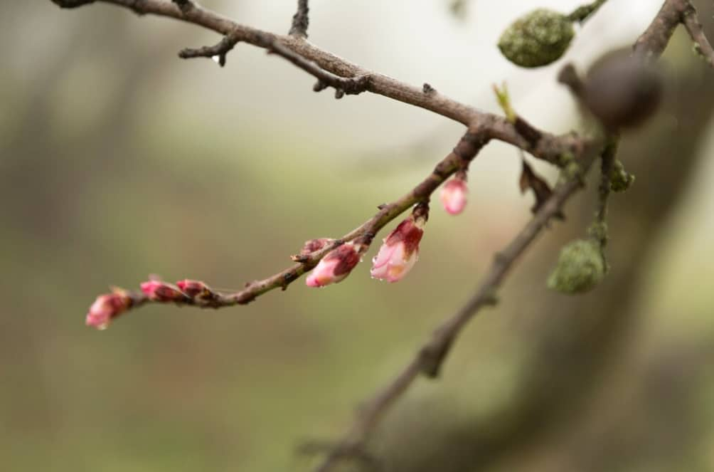 Printemps : Ouverture Du Jardin ! Que Faire Et Quand ?