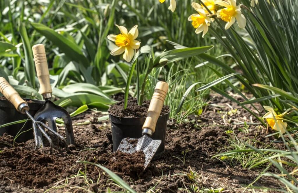 Outils de jardinage et jonquille en pot prêtes à être plantées