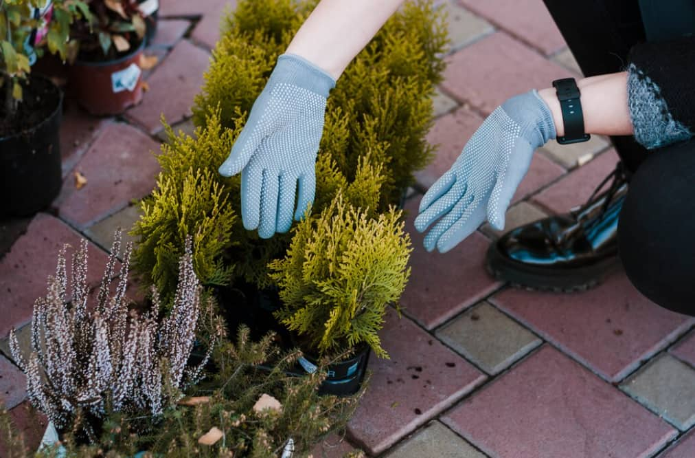 Mains dans des gants de jardinage organisant des plantes de conifères en pot