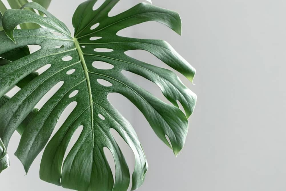 L’Entretien Facile du Monstera Deliciosa