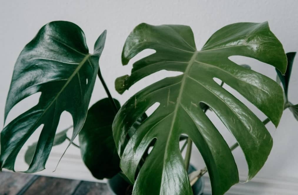 Un gros plan de feuilles luxuriantes de Monstera sur un fond pâle