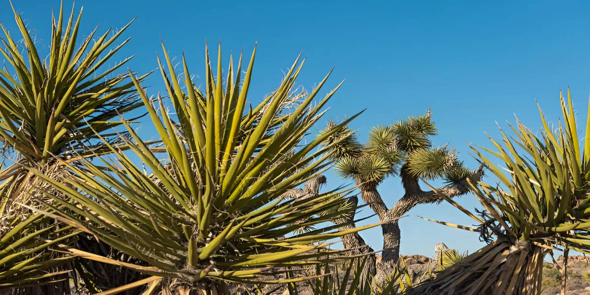 Le Yucca : Une Plante d’Intérieur Raffinée 