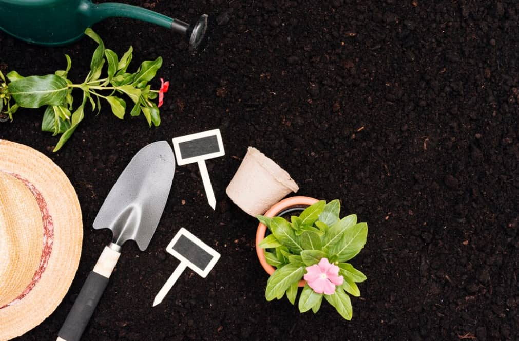 Un arrosoir et des plantes sur un sol de terre noire