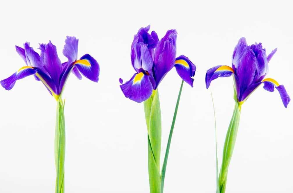 Le Fleur-de-Lys : Un Symbole d’Identité pour le Québec 