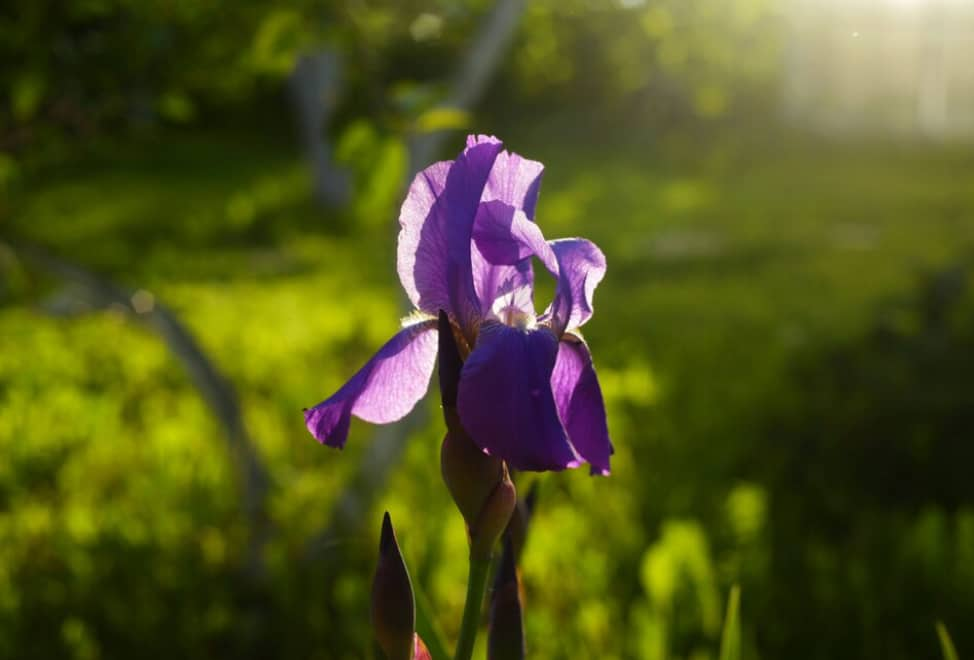 Un iris pourpre lumineux baigné de lumière solaire