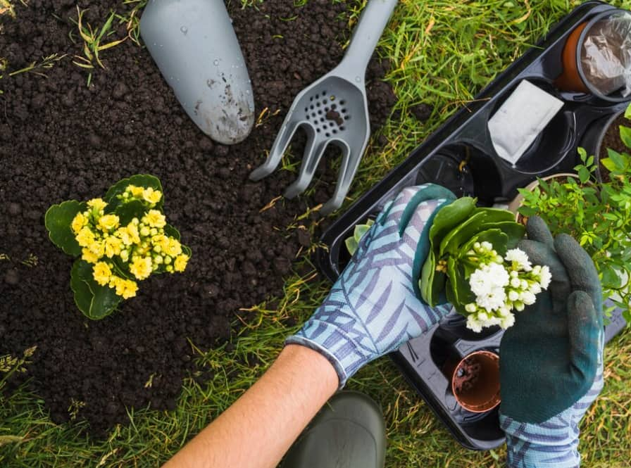 Mains gantées plantant des fleurs jaunes et blanches dans la terre