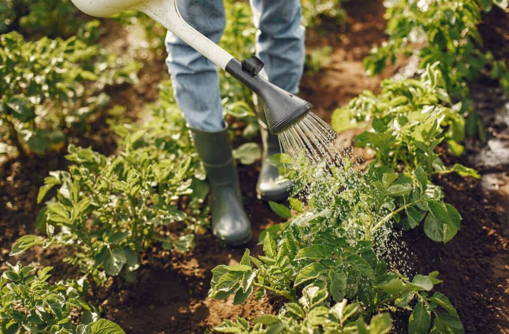 Arrosage des plantes vertes dans un potager par une personne en bottes