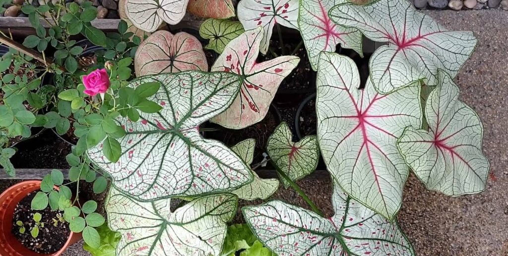 Caladium plants with pink-veined leaves in a garden