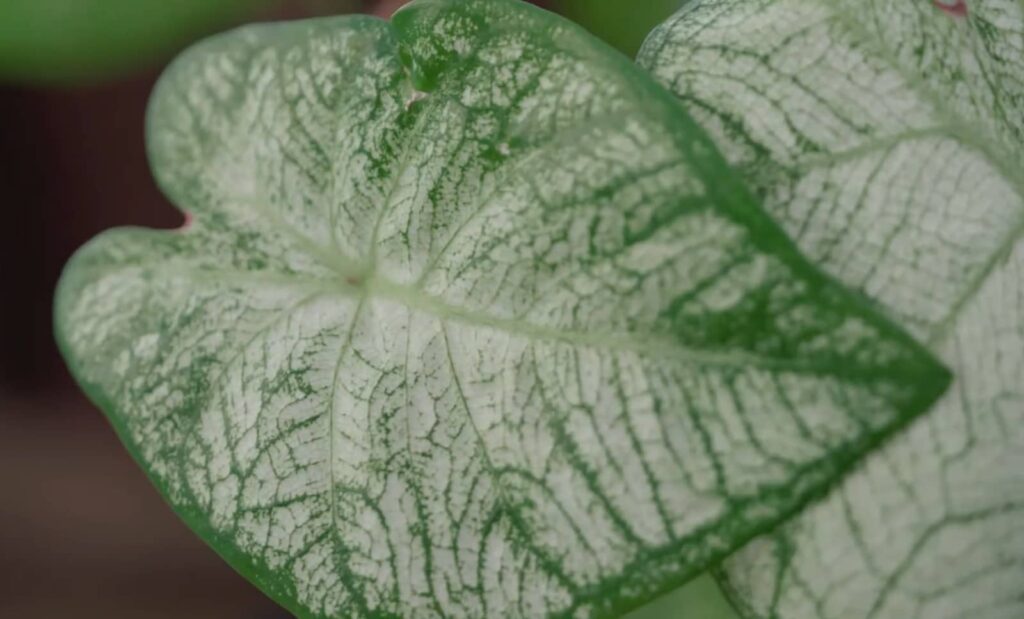 Close-up of a caladium leaf with intricate green and white patterns