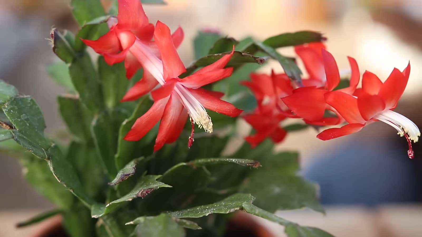 Le Cactus de Noël: Beauté Éblouissante, Entretien Facile