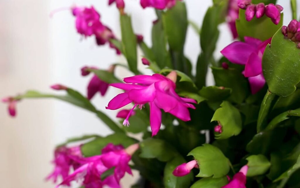 Vibrant pink Christmas cactus blooms amid lush green leaves