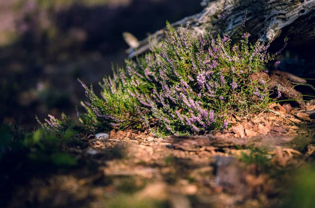 Les 5 Plantes Couvre-sol Préférées