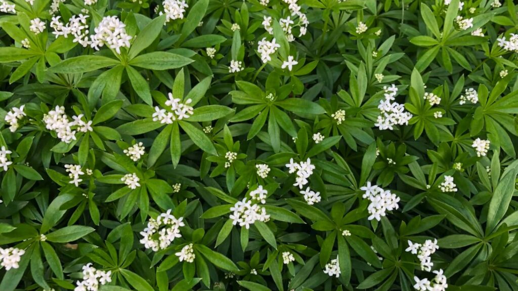 Verdure luxuriante avec des fleurs blanches au milieu des feuilles