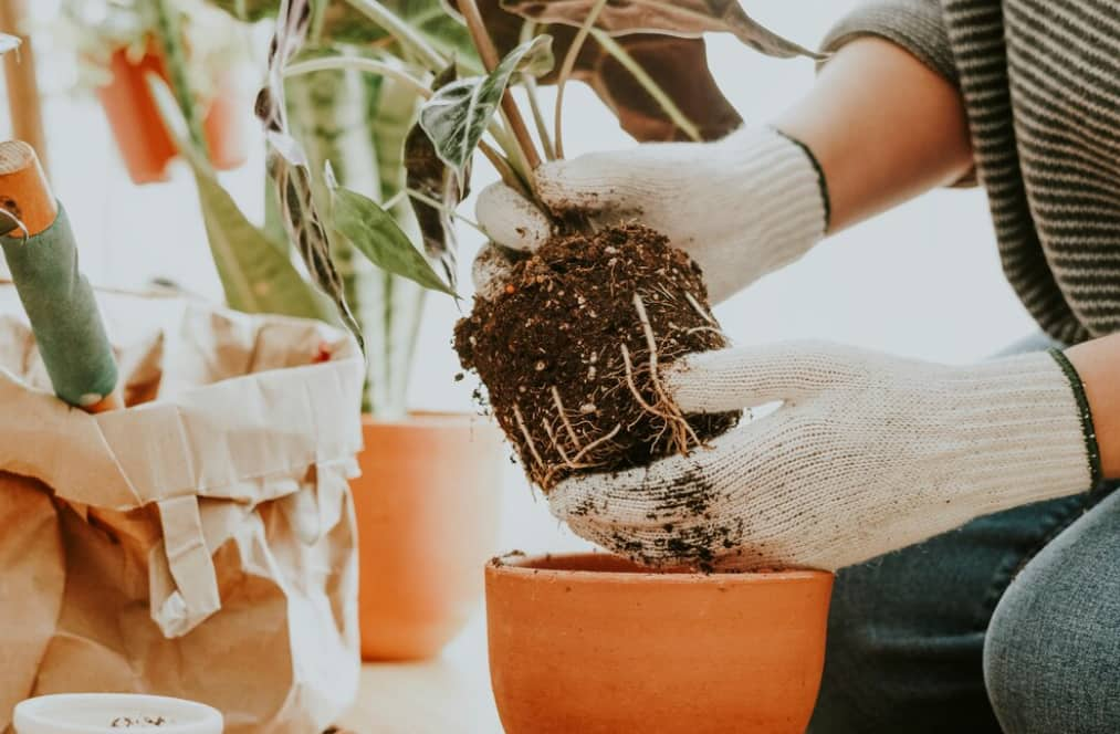 Astuce Pour un Potager Florissant: Semis de Légumes