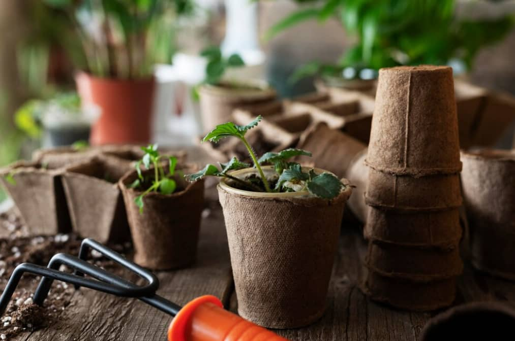 Les semis poussent dans des pots biodégradables avec des outils de jardinage à proximité