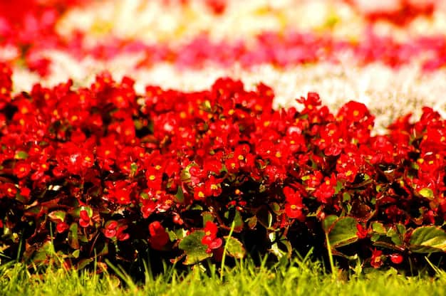 Fleurs rouges