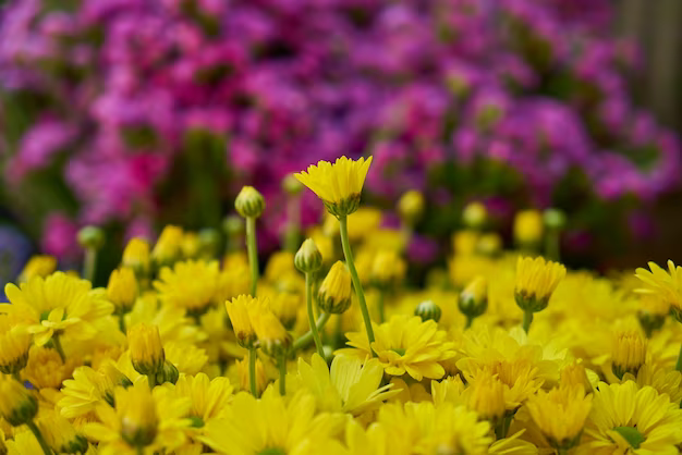 Fleurs jaunes