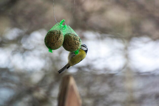 Gros plan d'un oiseau posé sur une casquette comestible