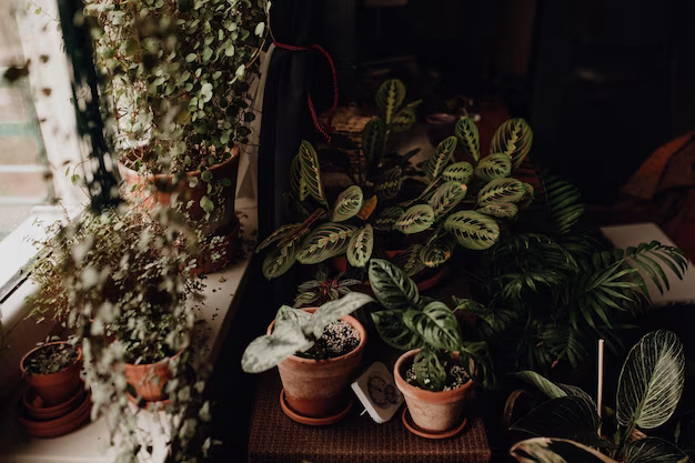 Beaucoup de pots avec des plantes près de la fenêtre