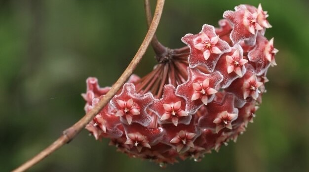 Fleur de Hoya, vue rapprochée