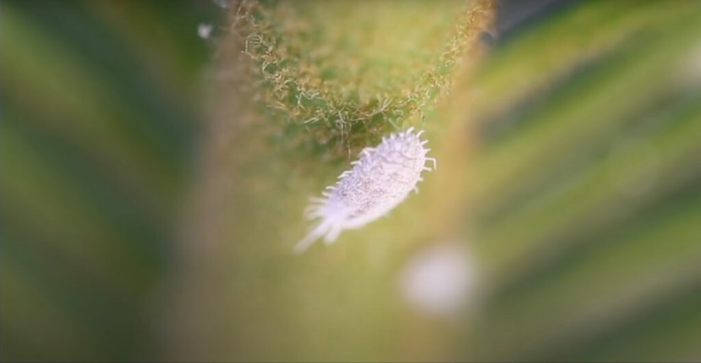 Cochenille farineuse