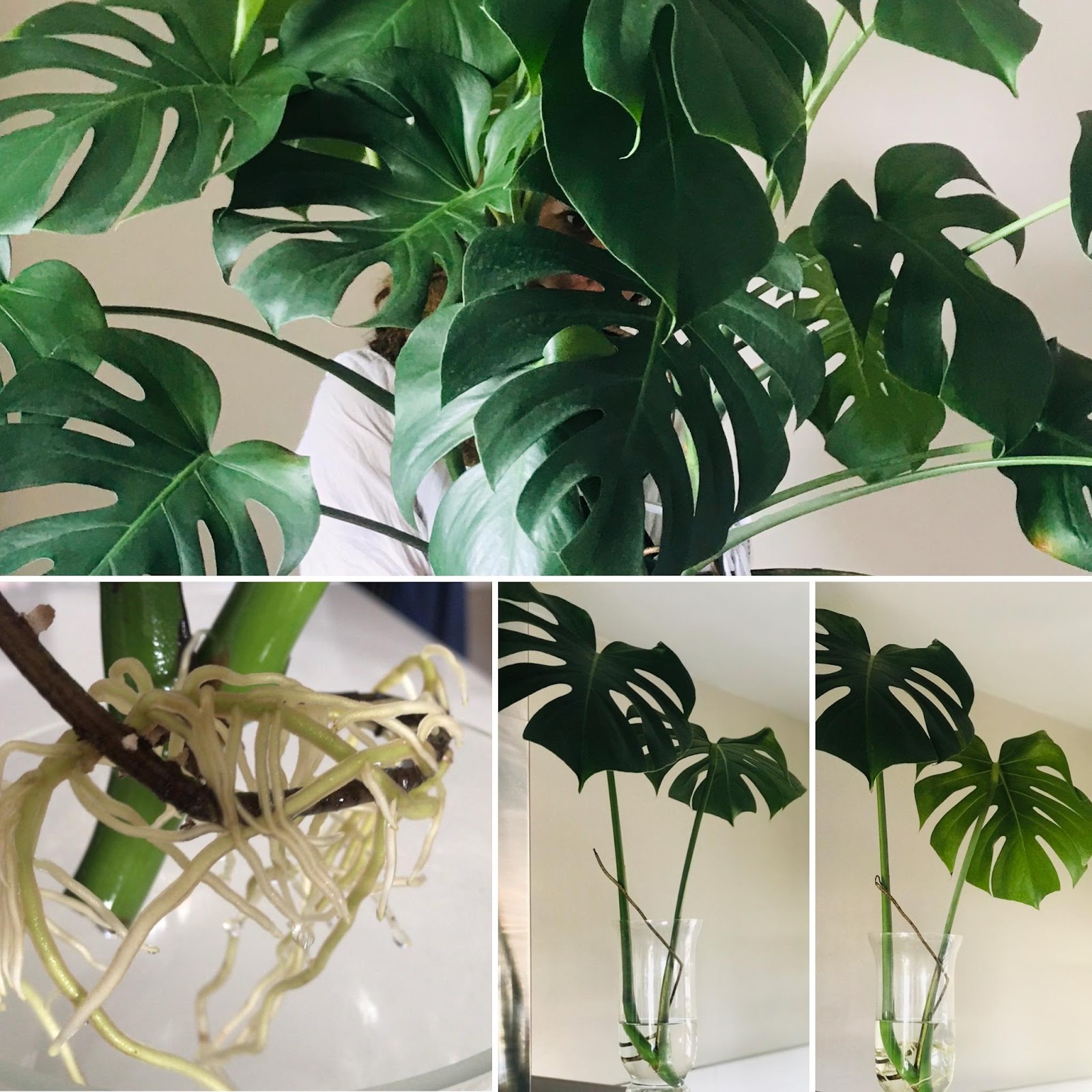 Le Monstera Deliciosa: Guide complet 