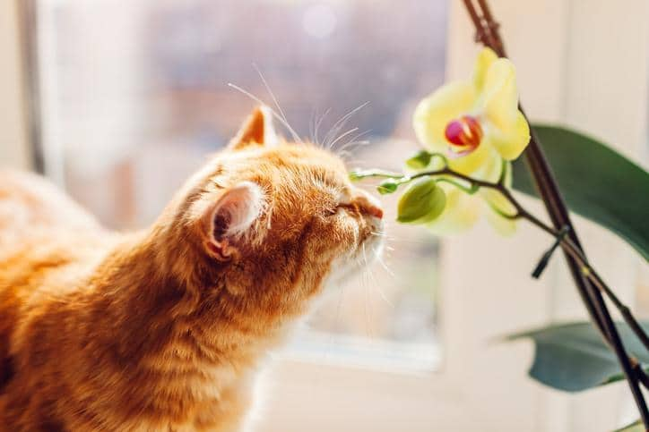 Plantes d’Intérieur Sûres Pour Tous Les Membres